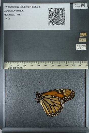 Media type: image;   Entomology 181547